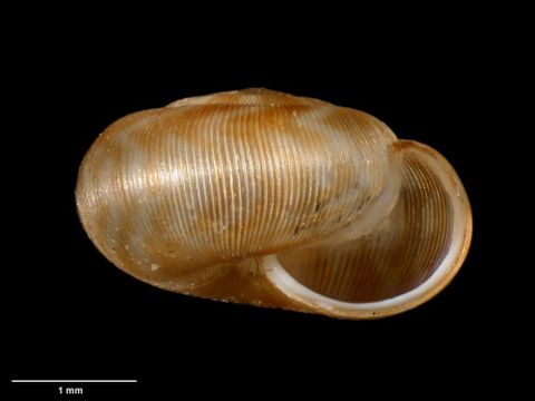 To Museum of New Zealand Te Papa (M.023580; Allodiscus kakano B. Marshall & Barker, 2008; holotype)