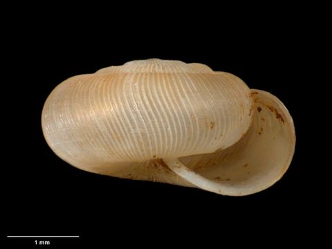 To Museum of New Zealand Te Papa (M.099147; Costallodiscus parrishi B. Marshall & Barker, 2008; holotype)