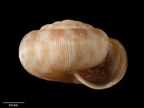 To Museum of New Zealand Te Papa (M.175117; Allodiscus waitutu B. Marshall & Barker, 2008; holotype)