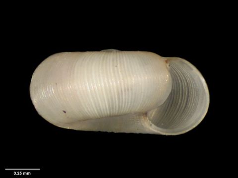 To Museum of New Zealand Te Papa (M.177447; Allodiscus pallidus B. Marshall & Barker, 2008; holotype)