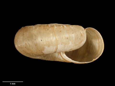 To Museum of New Zealand Te Papa (M.180040; Allodiscus mirificus B. Marshall & Barker, 2008; holotype)
