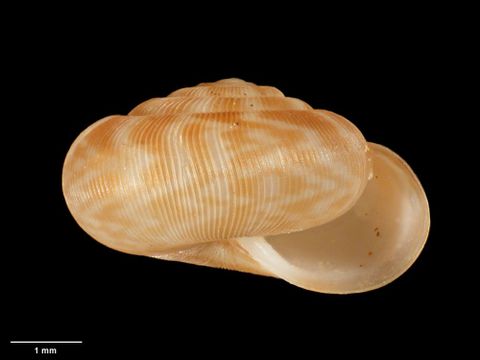 To Museum of New Zealand Te Papa (M.180064; Allodiscus wairarapa B. Marshall & Barker, 2008; holotype)