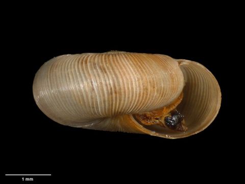 To Museum of New Zealand Te Papa (M.180065; Allodiscus patulus B. Marshall & Barker, 2008; holotype)
