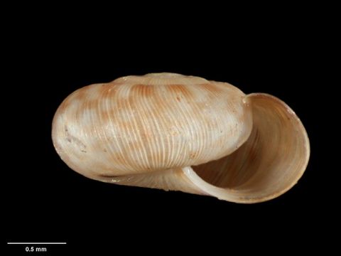 To Museum of New Zealand Te Papa (M.180085; Allodiscus negiae B. Marshall & Barker, 2008; holotype)