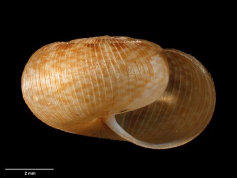 To Museum of New Zealand Te Papa (M.180092; Allodiscus conopeus B. Marshall & Barker, 2008; holotype)