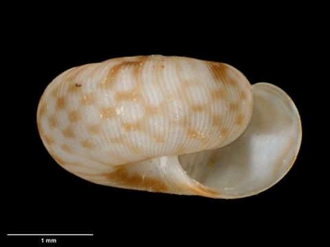 To Museum of New Zealand Te Papa (M.183092; Allodiscus climoi B. Marshall & Barker, 2008; holotype)
