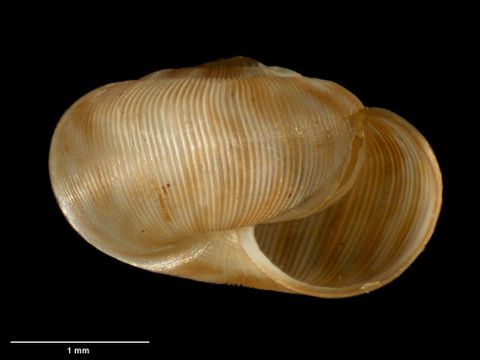 To Museum of New Zealand Te Papa (M.183094; Allodiscus pygmaeus B. Marshall & Barker, 2008; holotype)