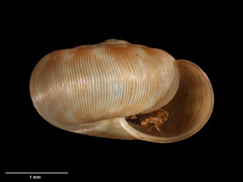 To Museum of New Zealand Te Papa (M.183095; Allodiscus tawhiti B. Marshall & Barker, 2008; holotype)