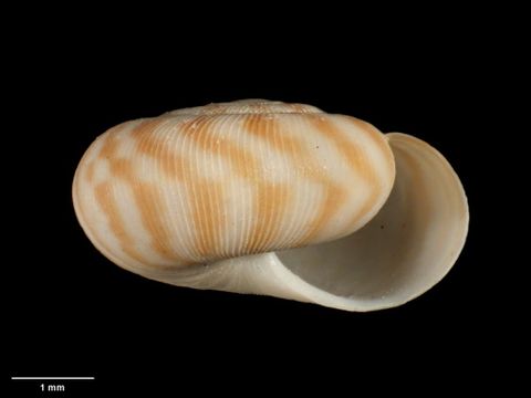 To Museum of New Zealand Te Papa (M.183098; Allodiscus waitomo B. Marshall & Barker, 2008; holotype)