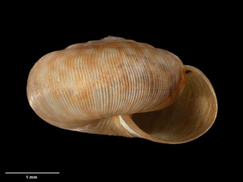 To Museum of New Zealand Te Papa (M.183100; Allodiscus yaldwyni B. Marshall & Barker, 2008; holotype)