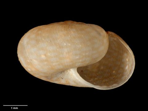 To Museum of New Zealand Te Papa (M.183102; Canallodiscus karamea B. Marshall & Barker, 2008; holotype)