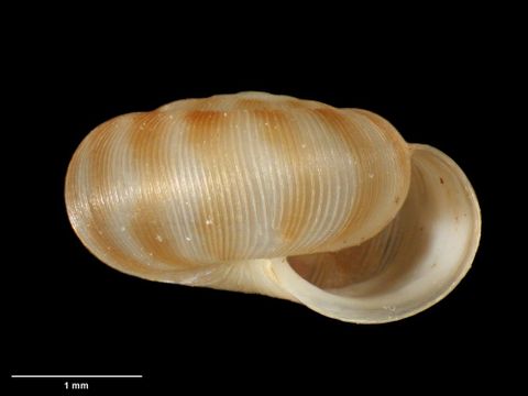 To Museum of New Zealand Te Papa (M.183103; Allodiscus undulatus B. Marshall & Barker, 2008; holotype)