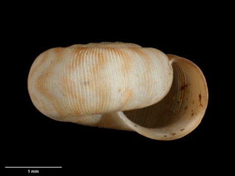 To Museum of New Zealand Te Papa (M.273933; Costallodiscus kaikoura B. Marshall & Barker, 2008; holotype)
