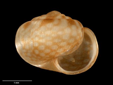 To Museum of New Zealand Te Papa (M.078739; Granallodiscus mayhillae B. Marshall & Barker, 2008; holotype)
