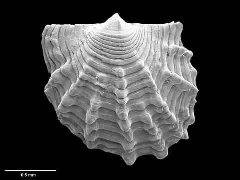 To Museum of New Zealand Te Papa (M.155879; Cyclochlamys pileolus Dijkstra & B. Marshall, 2008; holotype)
