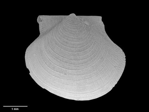 To Museum of New Zealand Te Papa (M.155920; Cyclochlamys delli Dijkstra & B. Marshall, 2008; holotype)