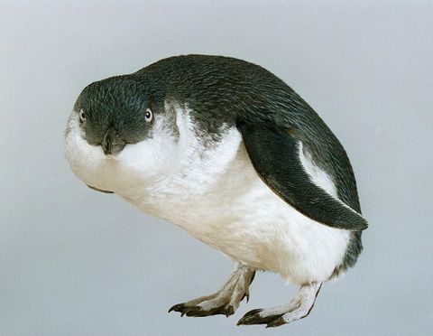 Little Penguin, Eudyptula minor variabilis, collected 24 Nov 1994, Titahi Bay, Wellington, New Zealand. CC BY-NC-ND licence. Te Papa (OR.025037). 