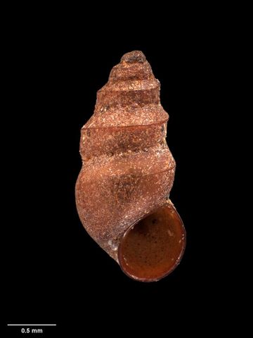 To Museum of New Zealand Te Papa (M.174069; Halopyrgus pagodulus Haase, 2008; holotype)