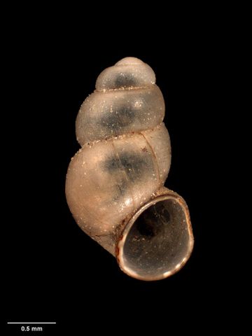 To Museum of New Zealand Te Papa (M.174121; Opacuincola ngatapuna Haase, 2008; holotype)
