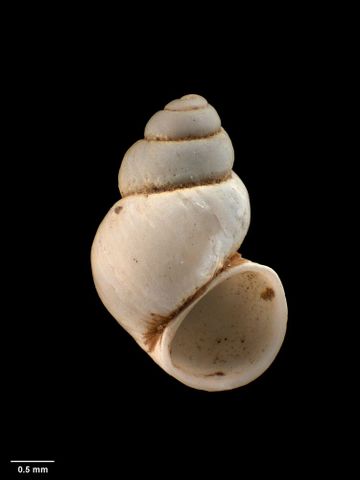 To Museum of New Zealand Te Papa (M.174140; Opacuincola ignorata Haase, 2008; holotype)