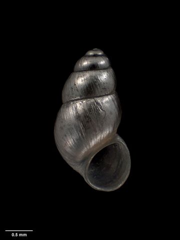 To Museum of New Zealand Te Papa (M.174143; Opacuincola turriformis Haase, 2007; holotype)