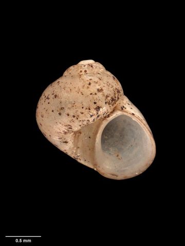 To Museum of New Zealand Te Papa (M.174146; Opacuincola abradeta Haase, 2008; holotype)