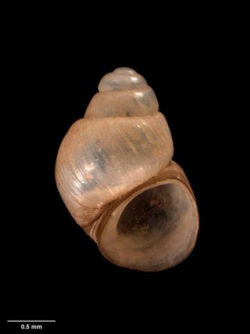 To Museum of New Zealand Te Papa (M.174150; Opacuincola piriformis Haase, 2008; holotype)
