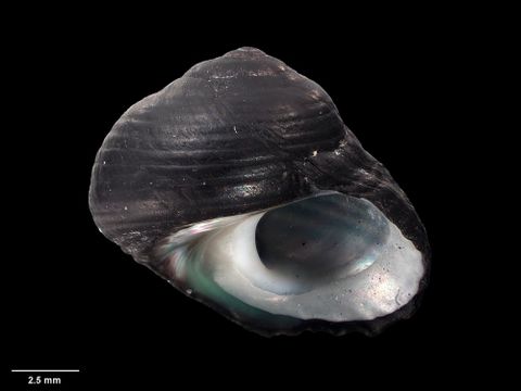 To Museum of New Zealand Te Papa (M.278384; Diloma durvillaea Spencer, B. Marshall & Waters, 2009; holotype)