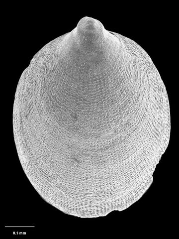 To Museum of New Zealand Te Papa (M.171278; Micropilina reinga B. Marshall, 2006; holotype)