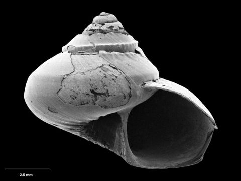 To Museum of New Zealand Te Papa (M.060166; Archiminolia diplax B. Marshall, 1999; holotype)