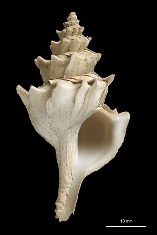 To Museum of New Zealand Te Papa (M.118123; Enixotrophon lata B. Marshall & Houart, 2011; holotype)