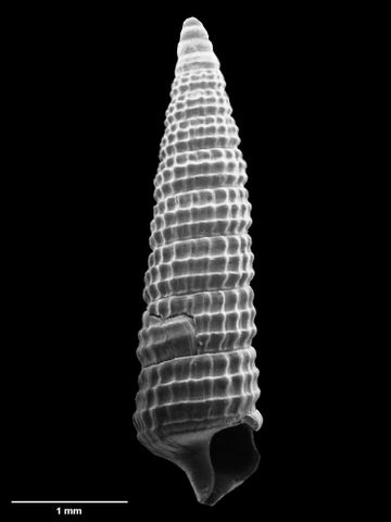 To Museum of New Zealand Te Papa (M.049249; Cerithiopsidella blacki B. Marshall, 1978; holotype)