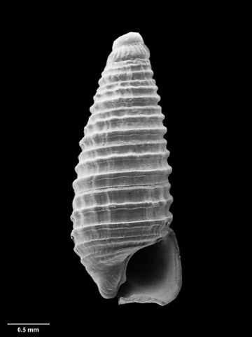 To Museum of New Zealand Te Papa (M.033403; Mendax seilaformis Marshall, 1978; holotype)