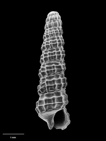To Museum of New Zealand Te Papa (M.020809; Metaxia solitaria B. Marshall, 1979; holotype)