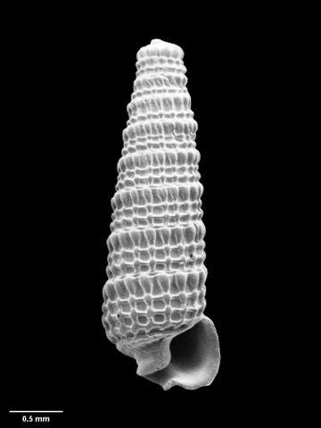 To Museum of New Zealand Te Papa (M.049300; Mendax hebetatus B. Marshall, 1978; holotype)