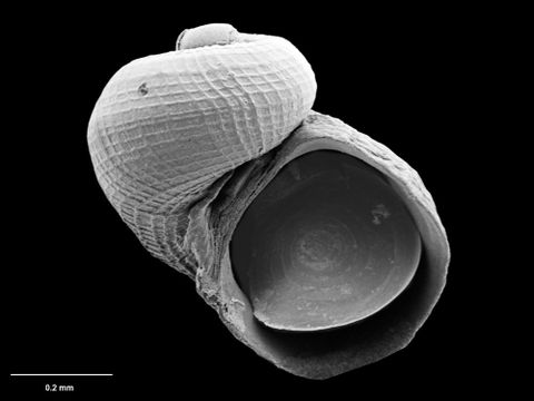 To Museum of New Zealand Te Papa (M.075133; Bathyxylophila iota B. Marshall, 1988; holotype)