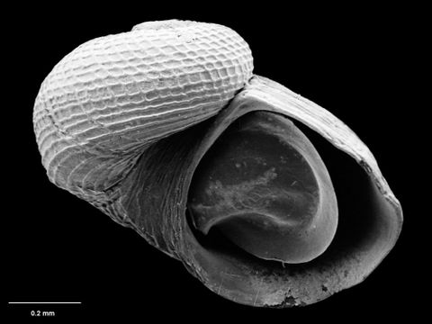 To Museum of New Zealand Te Papa (M.075127; Bathyxylophila pusilla B. Marshall, 1988; holotype)