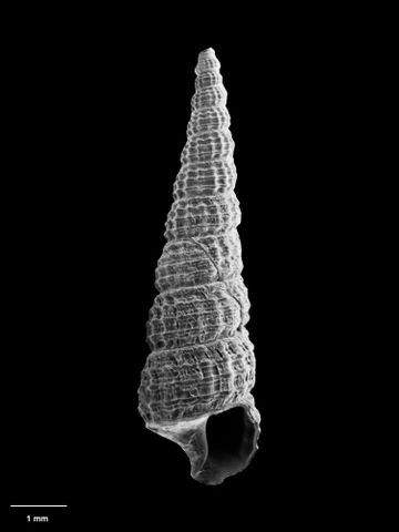 To Museum of New Zealand Te Papa (M.033501; Socienna cracens B. Marshall, 1979; holotype)