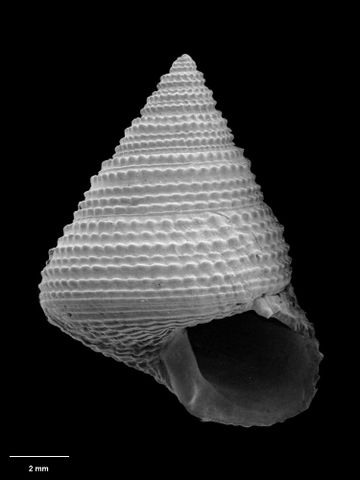 To Museum of New Zealand Te Papa (M.086730; Calliostoma regale B. Marshall, 1995; holotype)
