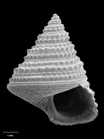 To Museum of New Zealand Te Papa (M.086731; Calliostoma aupourianum B. Marshall, 1995; holotype)