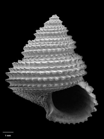 To Museum of New Zealand Te Papa (M.080705; Carinastele kristelleae B. Marshall, 1988; holotype)
