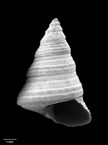 To Museum of New Zealand Te Papa (M.090129; Calliostoma limatulum B. Marshall, 1995; holotype)