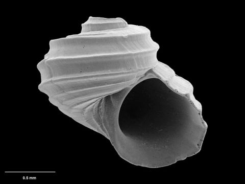 To Museum of New Zealand Te Papa (M.117559; Acremodontina varicosa B. Marshall, 1995; holotype)