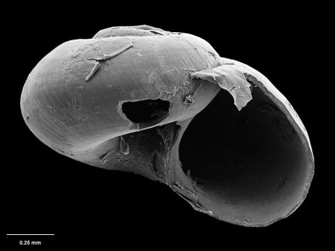 To Museum of New Zealand Te Papa (M.116971; Xylodiscula osteophila B. Marshall, 1994; holotype)
