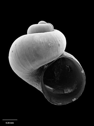 To Museum of New Zealand Te Papa (M.116968; Bruceiella pruinosa B. Marshall, 1994; holotype)