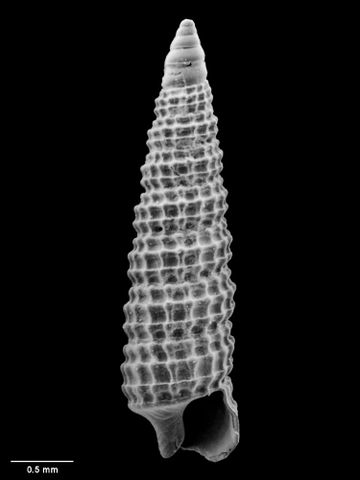 To Museum of New Zealand Te Papa (M.051717; Synthopsis acuminata B. Marshall, 1978; holotype)