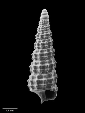 To Museum of New Zealand Te Papa (M.051718; Prolixodens benthica B. Marshall, 1978; holotype)