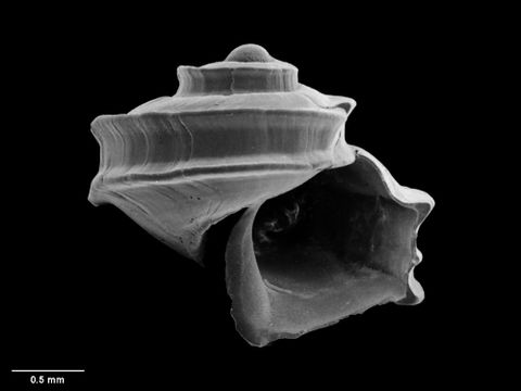 To Museum of New Zealand Te Papa (M.074655; Seguenziopsis bicorona B. Marshall, 1983; holotype)