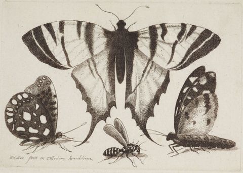 Muscarum scarabeorum ... varie figure. Plate 7. Three butterflies and a wasp., 1646, Flanders, by Wenceslaus Hollar. Gift of Bishop Monrad, 1869. No known copyright. Te Papa (1869-0001-171)