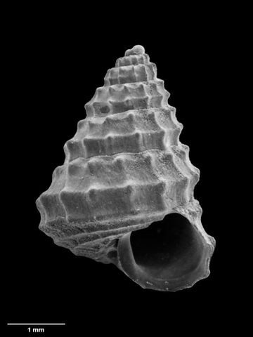 To Museum of New Zealand Te Papa (M.230816; Calliotropis acherontis Marshall, 1979; holotype)